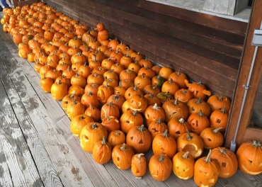 This is what 150 jack-o'-lanterns look like